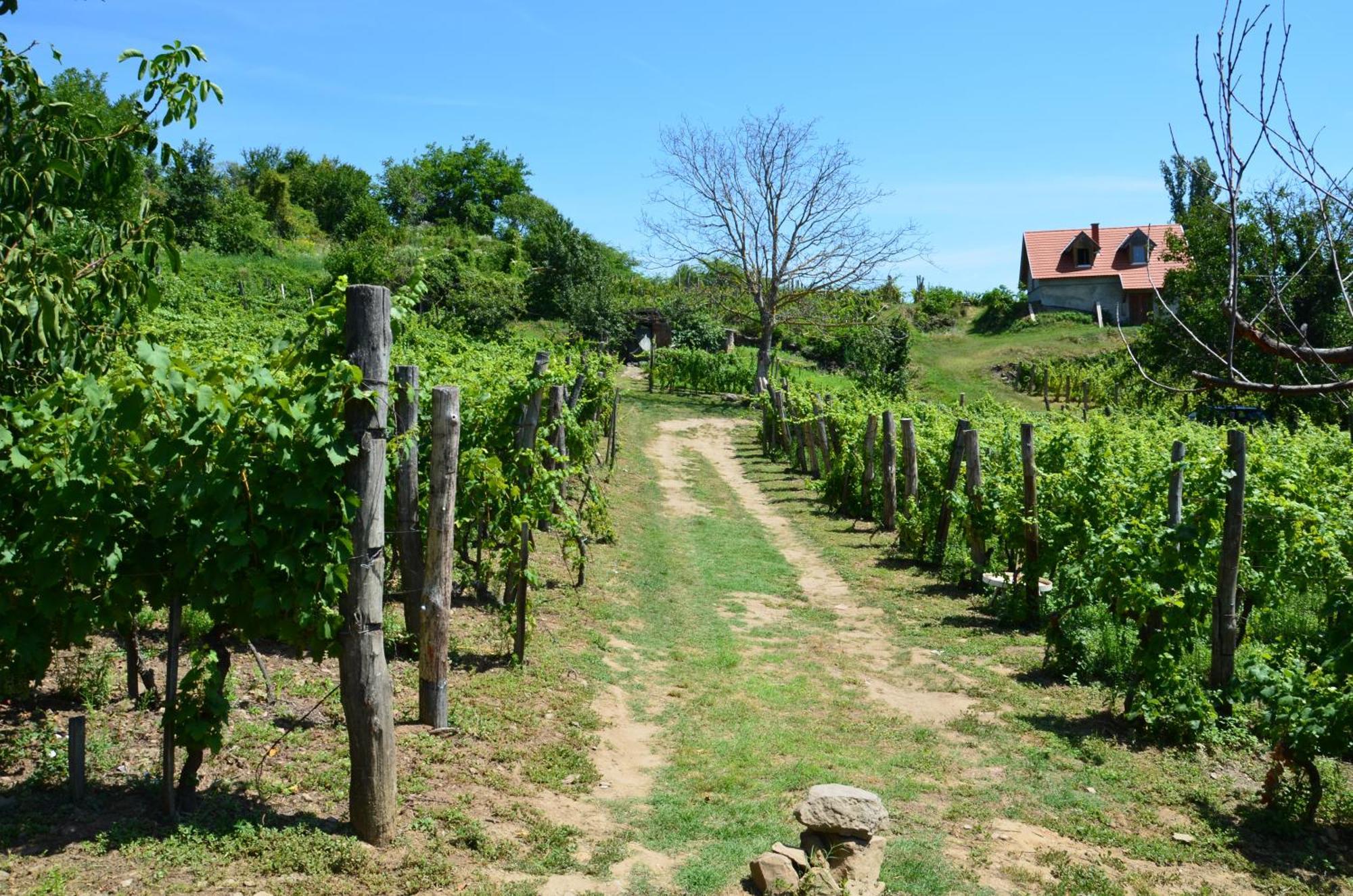 Grand Cru 3. Vendeghaz Villa Hegymagas Eksteriør billede